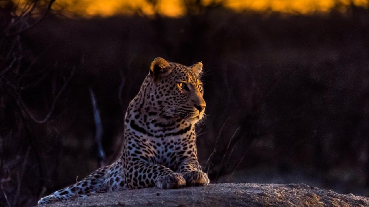 Geiger'S Camp In Timbavati Game Reserve By Newmark Buitenkant foto